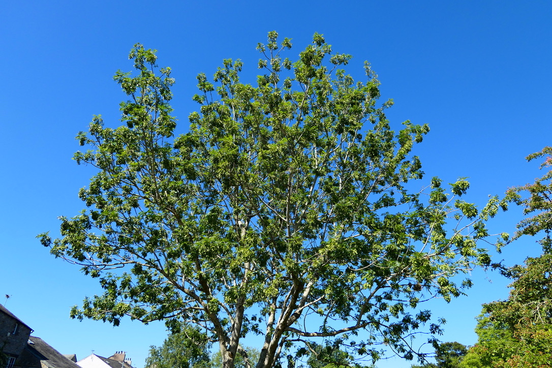 580B1330-FA5B-4201-A855-34CD7247CE8B_1_105_c